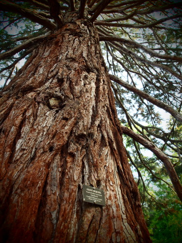 Blithewold Giant Sequoia