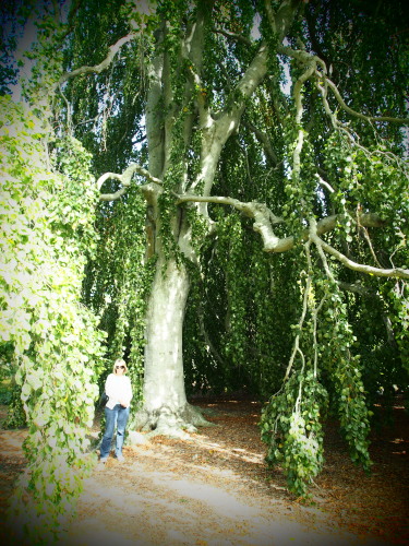 Big, weeping tree