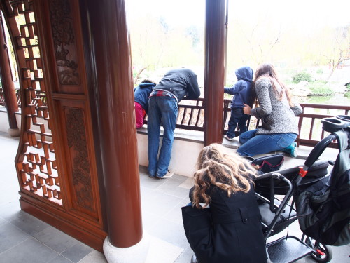 Watching koi at the Chinese Garden