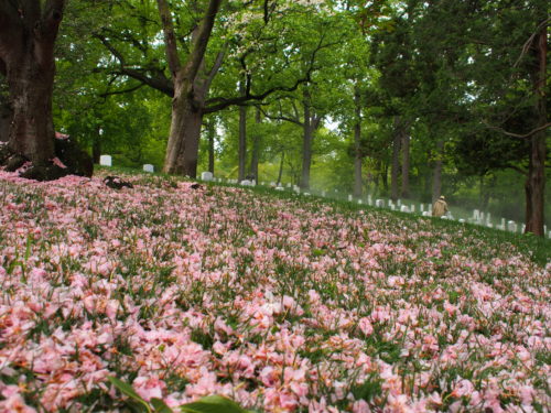 Flowers for fallen warriors